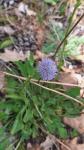 Globularia bisnagarica