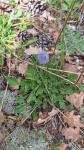 Globularia bisnagarica