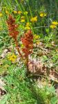 Orobanche gracilis