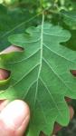 Quercus pubescens