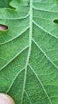 Quercus pubescens