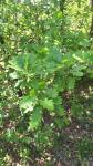 Quercus pubescens