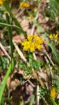 Hippocrepis comosa