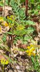 Hippocrepis comosa