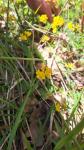 Hippocrepis comosa