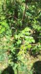 Rosa rubiginosa