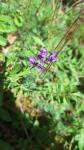 Polygala vulgaris
