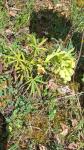Helleborus foetidus