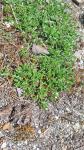 Teucrium montanum