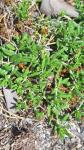 Teucrium montanum