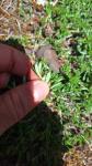 Teucrium montanum