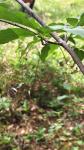 Euonymus latifolius