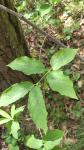Euonymus latifolius