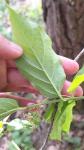 Euonymus latifolius