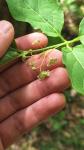 Euonymus latifolius