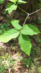 Euonymus latifolius