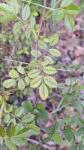 Rosa agrestis