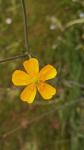 Ranunculus acris