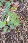 Geranium sanguineum