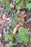 Geranium sanguineum