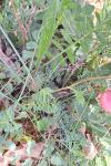 Poterium sanguisorba