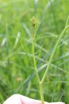 Conopodium majus