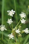 Conopodium majus