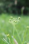 Conopodium majus