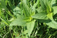 Scrophularia nodosa