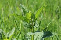 Scrophularia nodosa