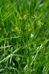 Ranunculus sceleratus