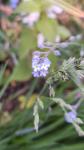Myosotis arvensis