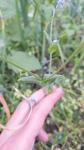 Myosotis arvensis