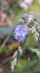 Myosotis arvensis