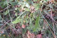 Poterium sanguisorba