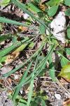 Bupleurum falcatum