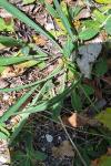 Bupleurum falcatum