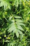 Valeriana officinalis