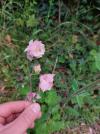 Aquilegia vulgaris