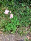 Aquilegia vulgaris