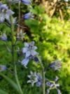 Hyacinthoides non-scripta