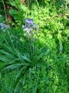 Hyacinthoides non-scripta