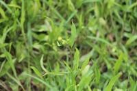 Ranunculus flammula