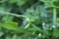 Stellaria alsine