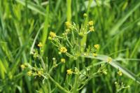 Ranunculus sceleratus