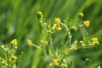 Ranunculus sceleratus