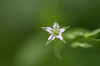 Stellaria alsine