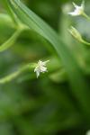Stellaria alsine