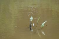 Alisma plantago-aquatica