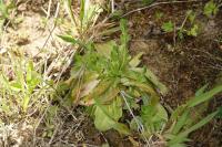 Centaurium erythraea